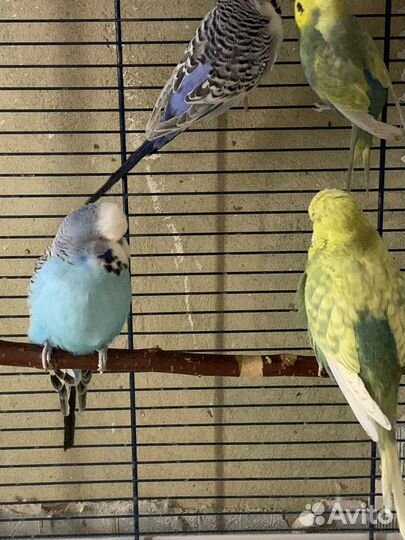 Попугаи ввп чехи