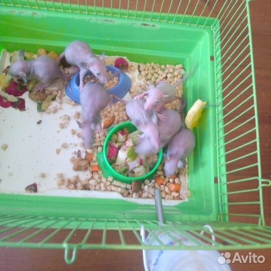 Сфинкс