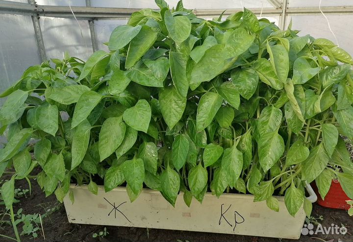 Продам рассаду перца и томатов