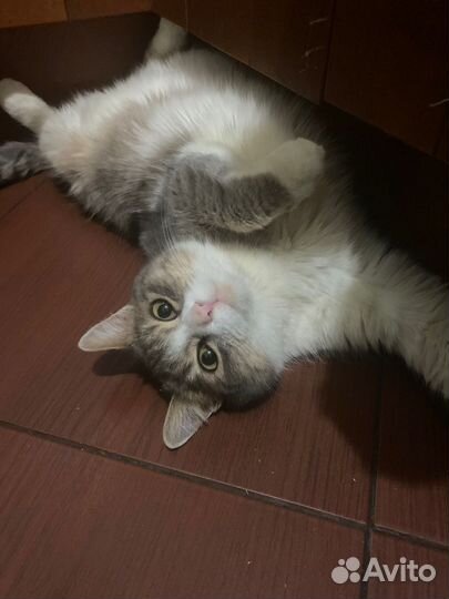 Отдам в добрые руки кошку