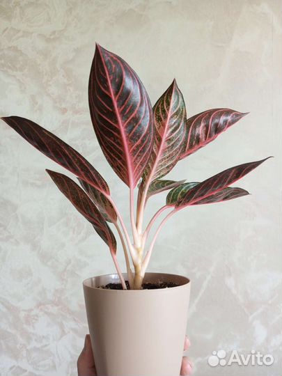 Аглаонема суматра