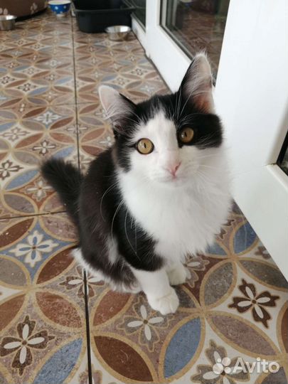 Котик в дар