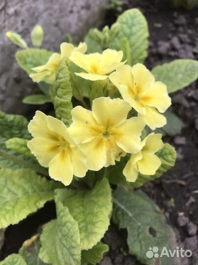 Садовый цветок Примула