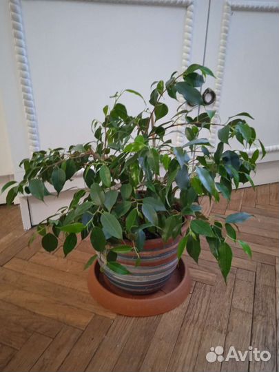 Фикус бенджамина 25 см