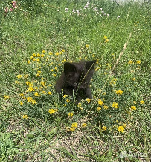 Отдам в добрые руки