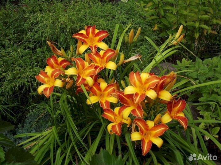 Лилейники Раджа