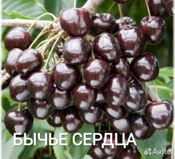 Саженцы плодовых деревьев черешня, абрикос, персик