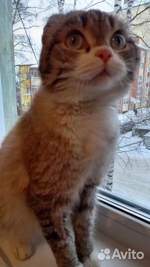 Котёнок - Лунтик