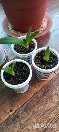 Гиппеаструм красный