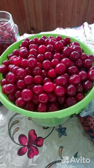 Вишня ягода свежая