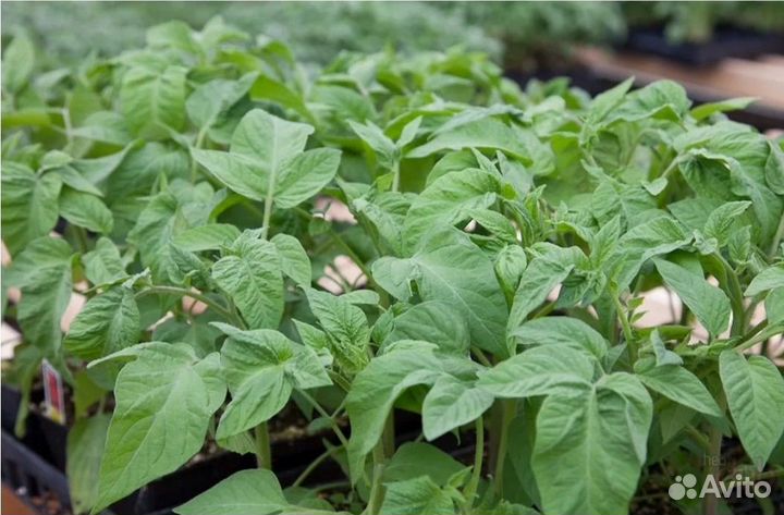 Рассада томатов, черри, перца