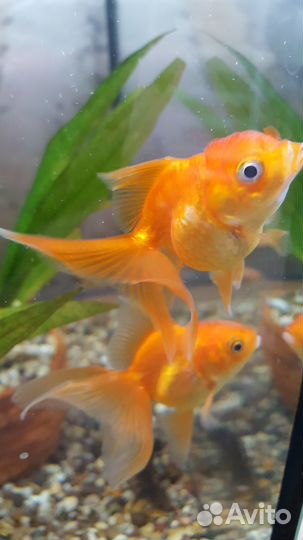 Аквариумные рыбки