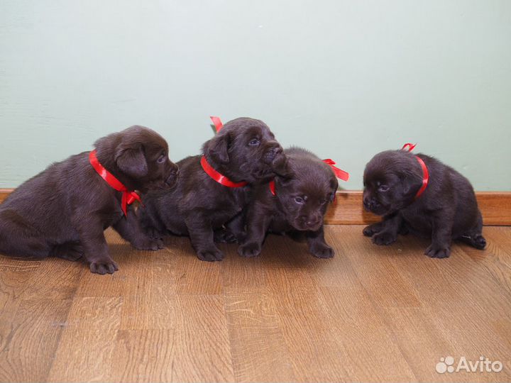 Великолепные щенки Лабрадора