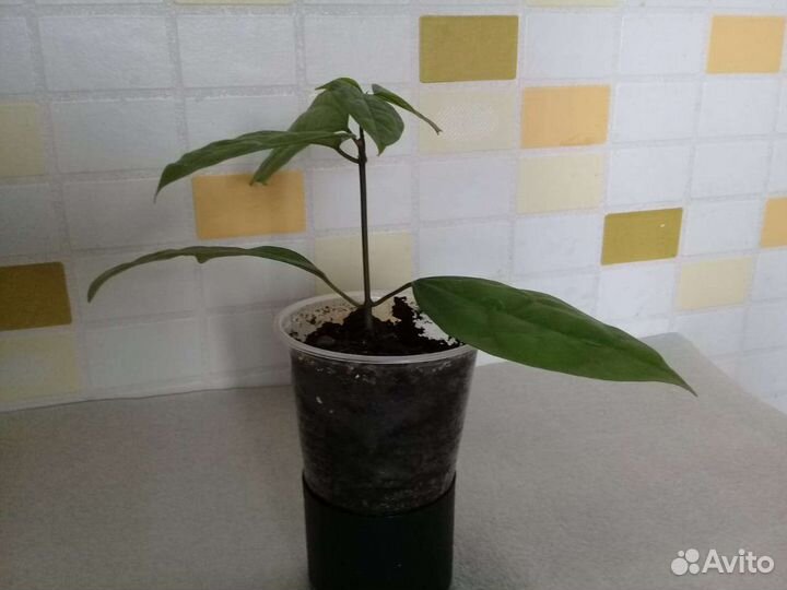 Клеродендрум,Фикус пестролистный