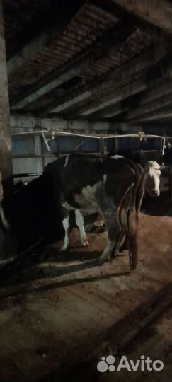 Коровы и телки стельные