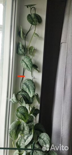 Сциндапсус экзотика для сам укоренения