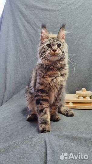 Мейн-Кун мальчик