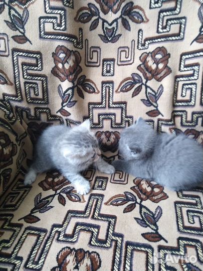 Британские котята