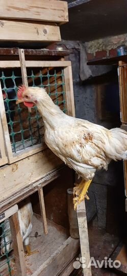 Продам петуха