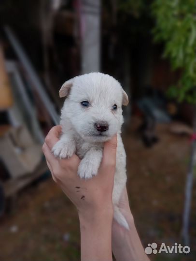 Щенки в добрые руки