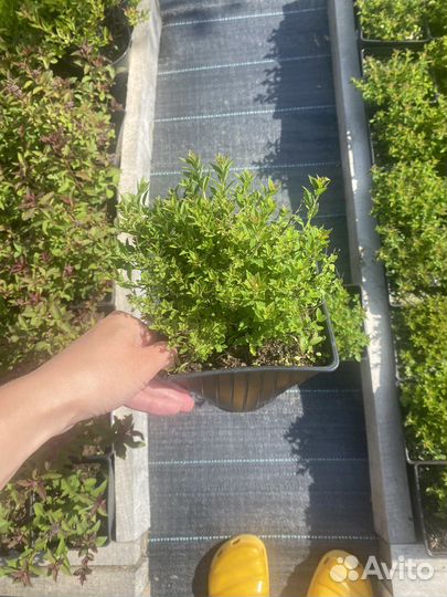 Спирея японская Литл Принцесс