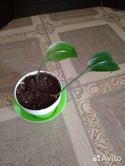 Эухарис (амазонская лилия)