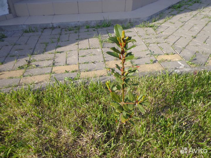 Продам лавр благородный