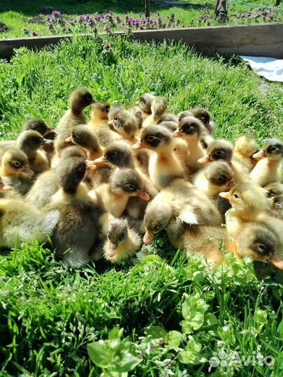 Утята суточные