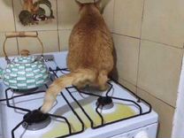 Чайник для газовой плиты (кот в подарок)