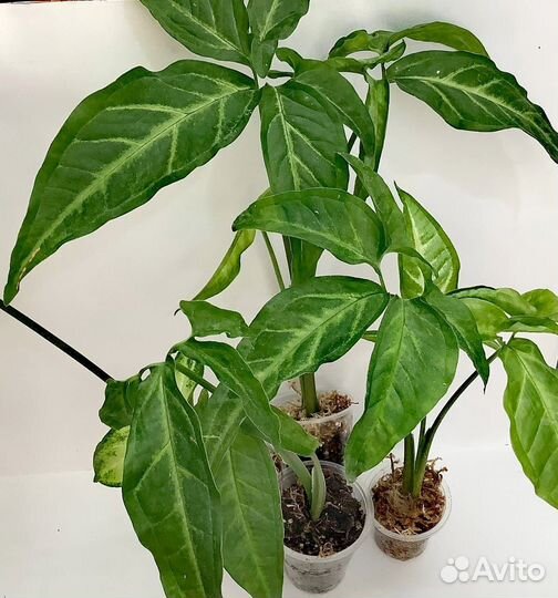 Сингониумы сортовые 2