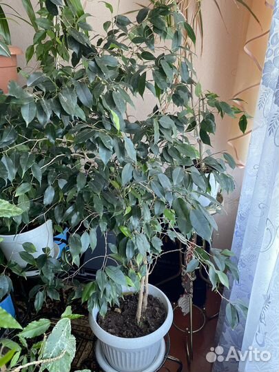 Бенджамина