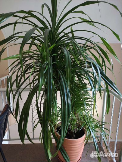 Панданус 2 метра большой цветок