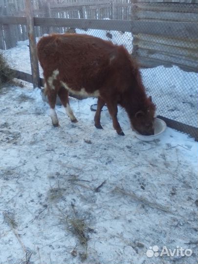 Телята бычки