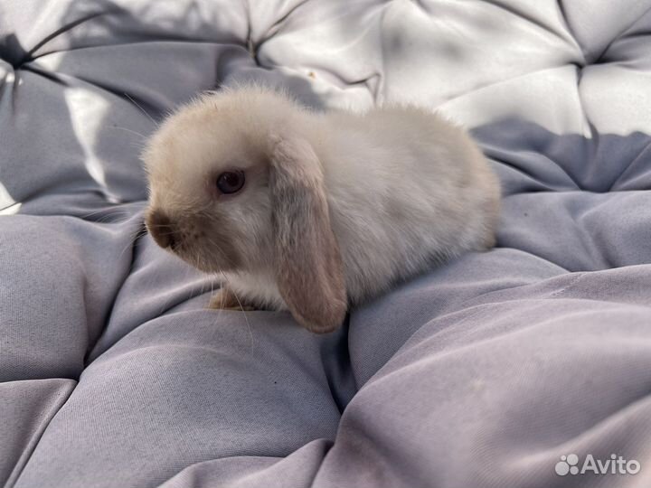 Декоративные кролики