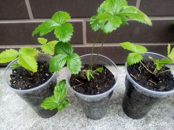 Земляника ремонтантная альпийская