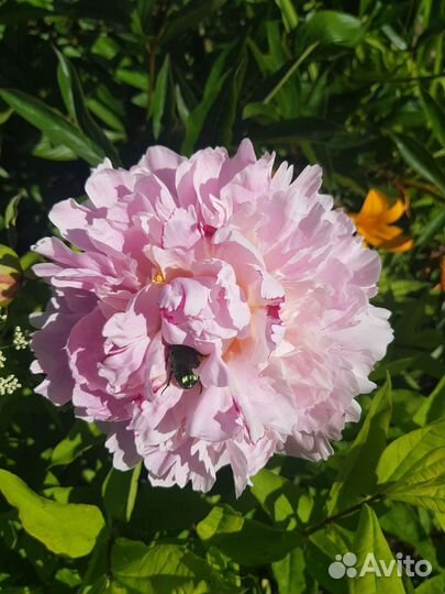 Пионы сортовые саженцы