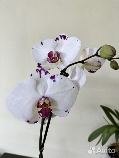 Орхидея фаленопсис