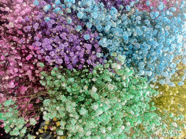 Гипсофила с бесплатной доставкой