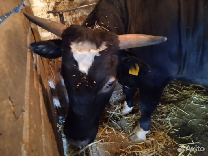 Быки на мясо