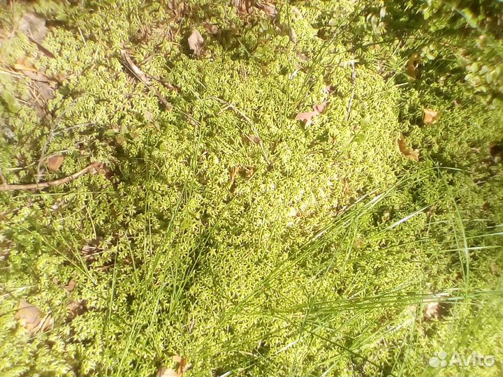 Мох сфагнум