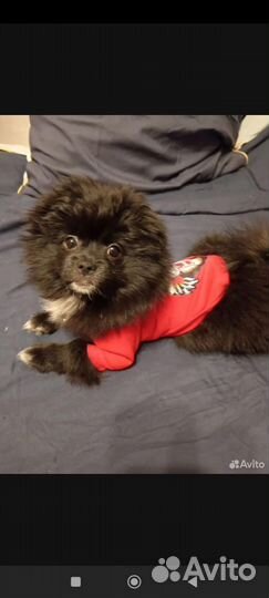 Продам щенка,смесь шпиц с пекинесом