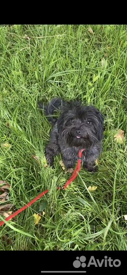 Йоркширский терьер