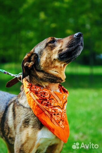 Добрый ласковый пес ищет дом