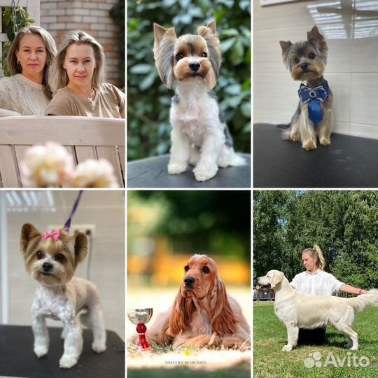 Стрижка собак