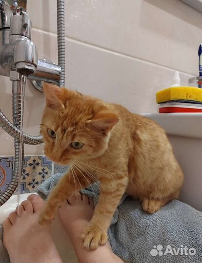 Рыжий котенок 5-6 месяцев