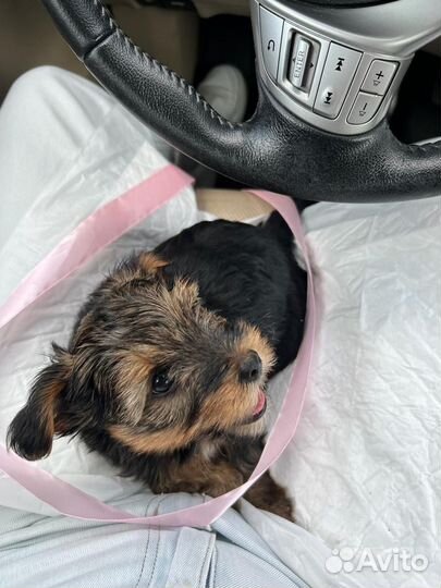 Йоркширский терьер девочка