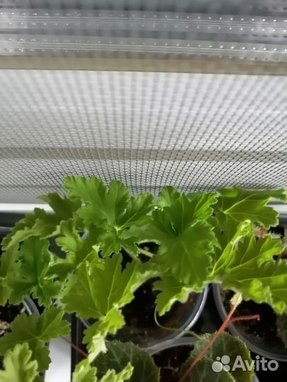 Герань лимонная