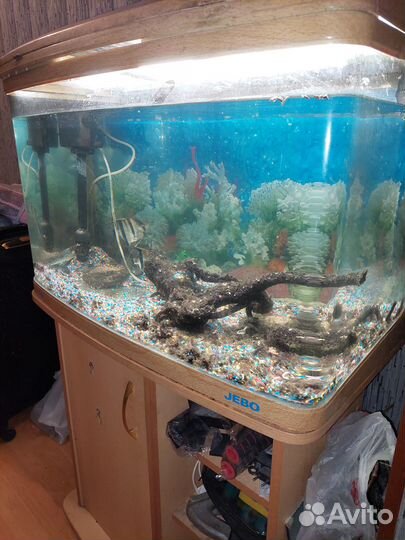 Аквариумные рыбки