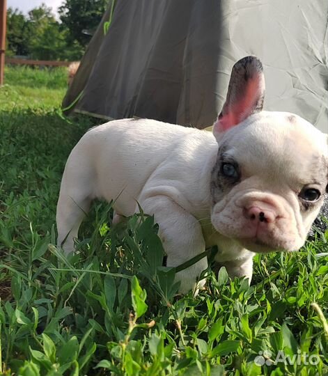 Французский бульдог щенок