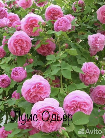Саженцы роз